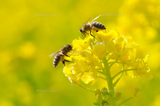 ミツバチと菜の花 の写真素材 イラスト素材 アマナイメージズ