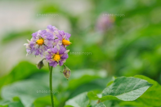 ジャガイモの花 の写真素材 イラスト素材 アマナイメージズ
