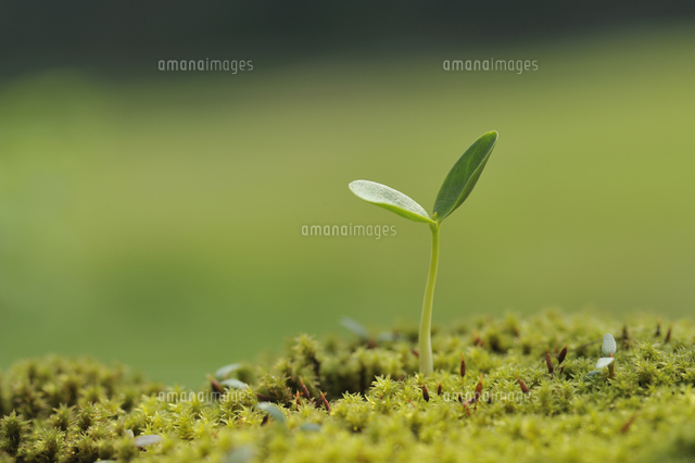 スオウの双葉 の写真素材 イラスト素材 アマナイメージズ