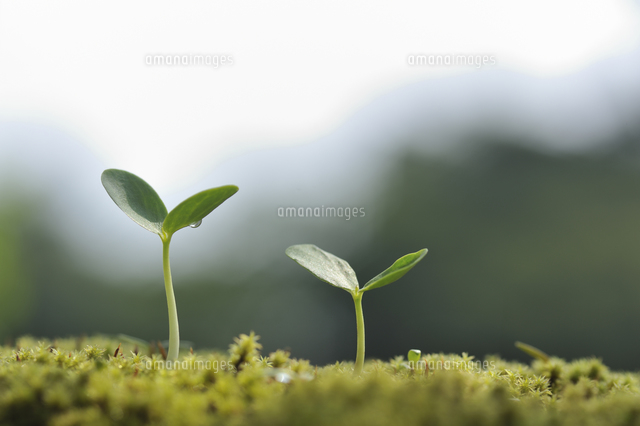 スオウの双葉 の写真素材 イラスト素材 アマナイメージズ