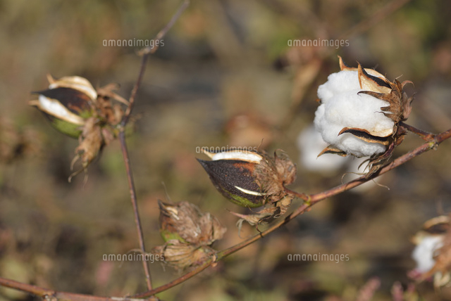 綿花 の写真素材 イラスト素材 アマナイメージズ
