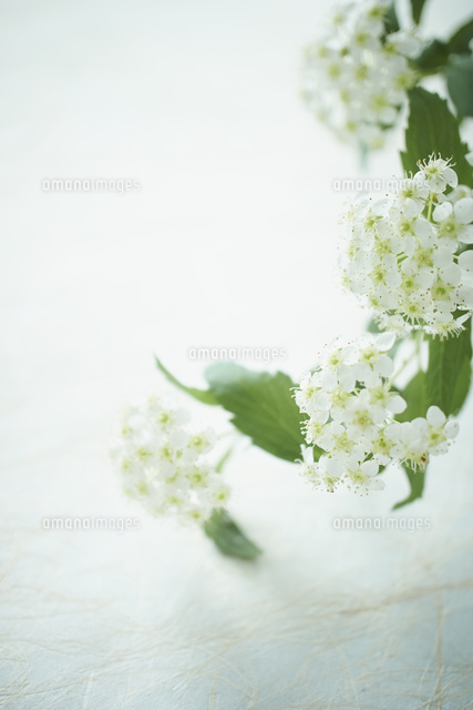 コデマリ の写真素材 イラスト素材 アマナイメージズ