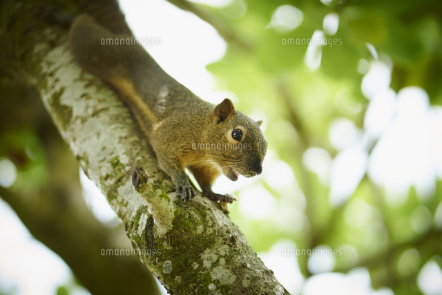 台湾リス の写真素材 イラスト素材 アマナイメージズ