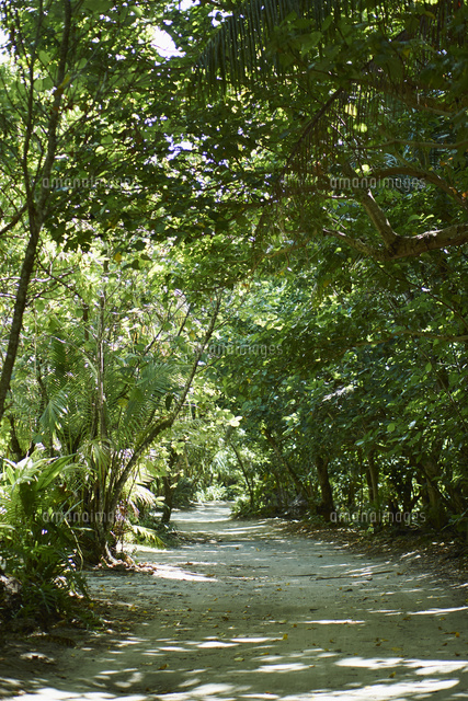 ジャングルと道 の写真素材 イラスト素材 アマナイメージズ