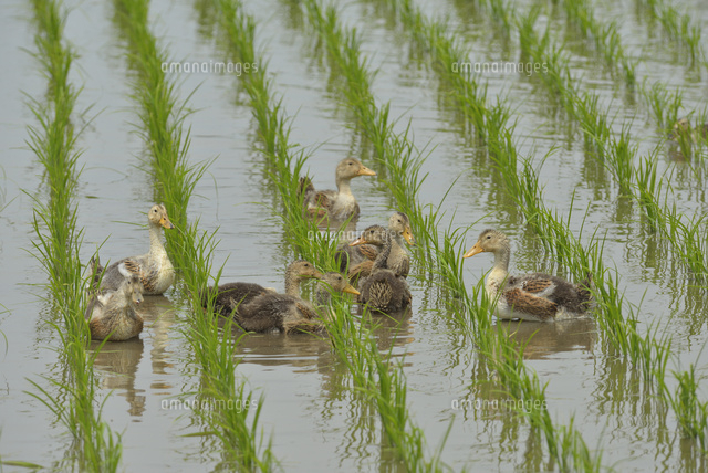 水田のアイガモ の写真素材 イラスト素材 アマナイメージズ