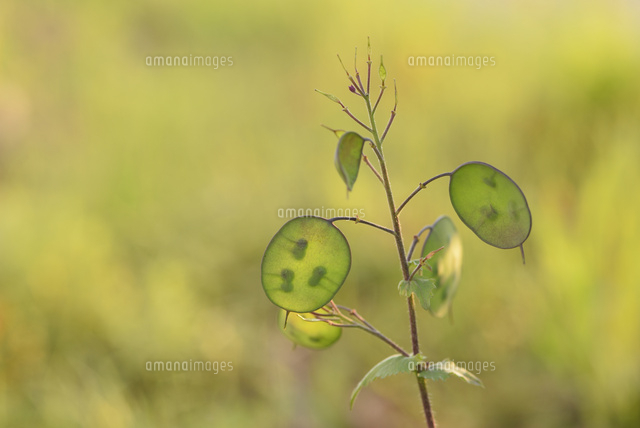 オオバンソウ の写真素材 イラスト素材 アマナイメージズ