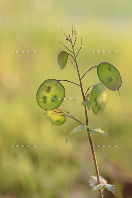 オオバンソウ の写真素材 イラスト素材 アマナイメージズ