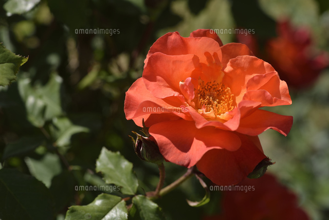 バラ プリンセスミチコ の写真素材 イラスト素材 アマナイメージズ