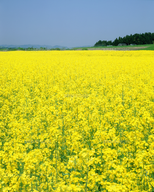 菜の花畑 の写真素材 イラスト素材 アマナイメージズ