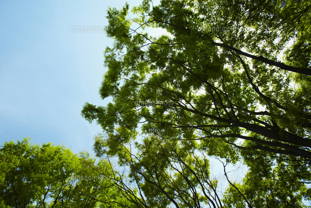 青空と見上げたケヤキの木々 の写真素材 イラスト素材 アマナイメージズ