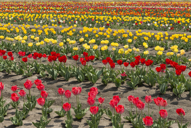 チューリップ の写真素材 イラスト素材 アマナイメージズ