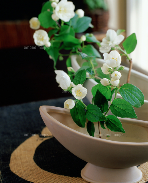 生け花 バイカウツギ の写真素材 イラスト素材 アマナイメージズ