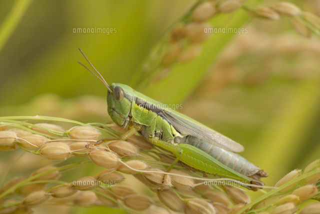イナゴ の写真素材 イラスト素材 アマナイメージズ
