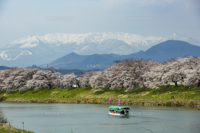 白石川堤一目千本桜とお花見屋形船 宮城県 の写真素材 イラスト素材 アマナイメージズ