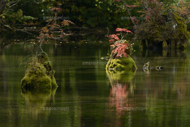 初秋の鈴沼 宮城県 の写真素材 イラスト素材 アマナイメージズ