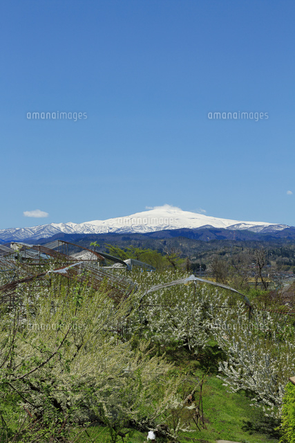 花咲くさくらんぼ畑と月山 山形県 の写真素材 イラスト素材 アマナイメージズ