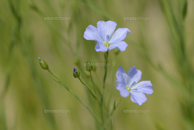 アマ の写真素材 イラスト素材 アマナイメージズ アマ の写真素材 イラスト素材 アマナイメージズ