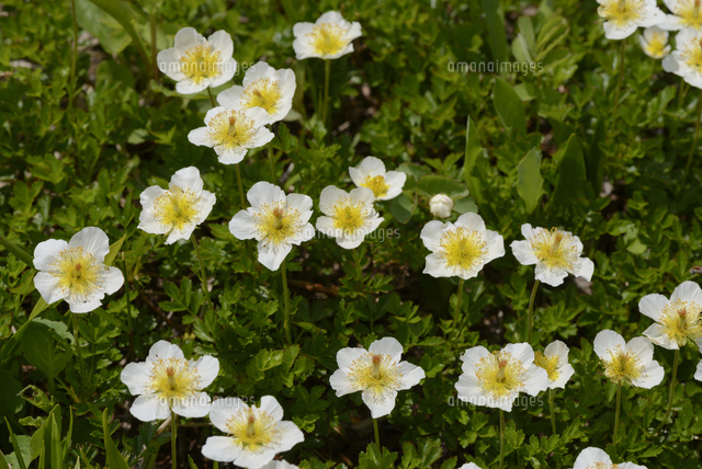 チングルマ の写真素材 イラスト素材 アマナイメージズ
