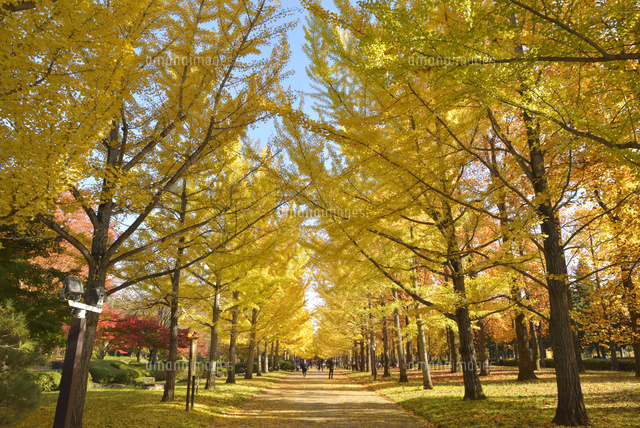 イチョウ並木黄葉 の写真素材 イラスト素材 アマナイメージズ
