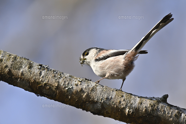 エナガ の写真素材 イラスト素材 アマナイメージズ