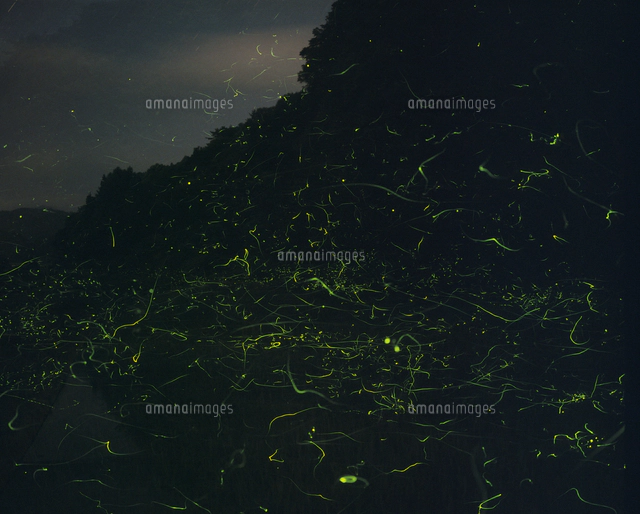 ホタルの写真素材 ストックフォト アマナイメージズ