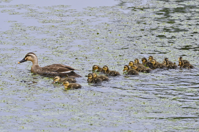 カルガモの親子 の写真素材 イラスト素材 アマナイメージズ