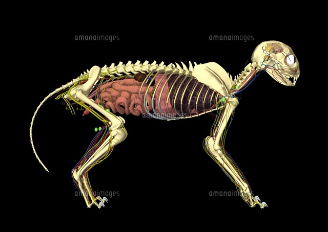 猫の臓器解剖イメージ の写真素材 イラスト素材 アマナイメージズ