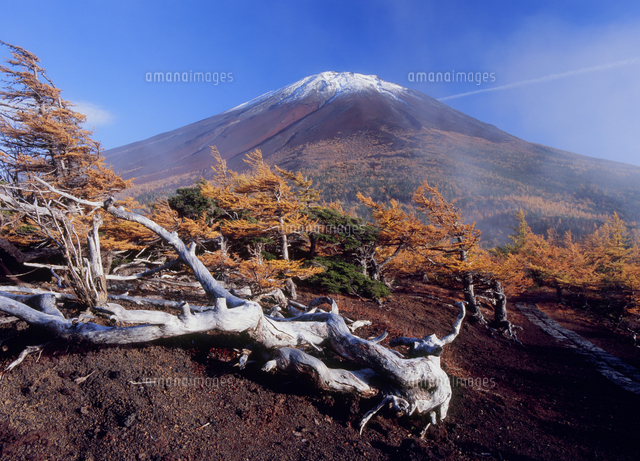 富士山スバルライン奥庭の紅葉と富士山 の写真素材 イラスト素材 アマナイメージズ