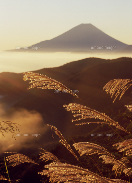 富士川町丸山林道のススキと富士山 の写真素材 イラスト素材 アマナイメージズ
