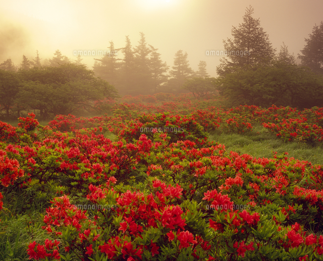 美ヶ原高原 焼山付近のレンゲツツジと朝日 の写真素材 イラスト素材 アマナイメージズ