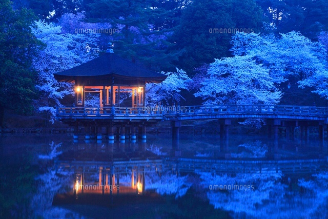 奈良公園 夜明け前の浮見堂と桜 の写真素材 イラスト素材 アマナイメージズ