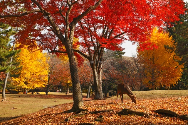 奈良公園 鹿と紅葉 の写真素材 イラスト素材 アマナイメージズ 奈良公園 鹿と紅葉 の写真素材 イラスト素材 アマナイメージズ