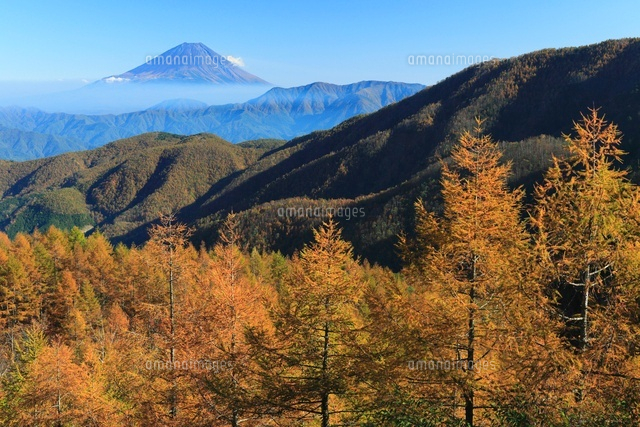 丸山林道より紅葉と富士山 の写真素材 イラスト素材 アマナイメージズ