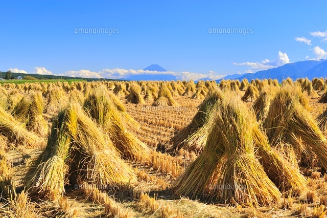 積み藁と富士山 の写真素材 イラスト素材 アマナイメージズ