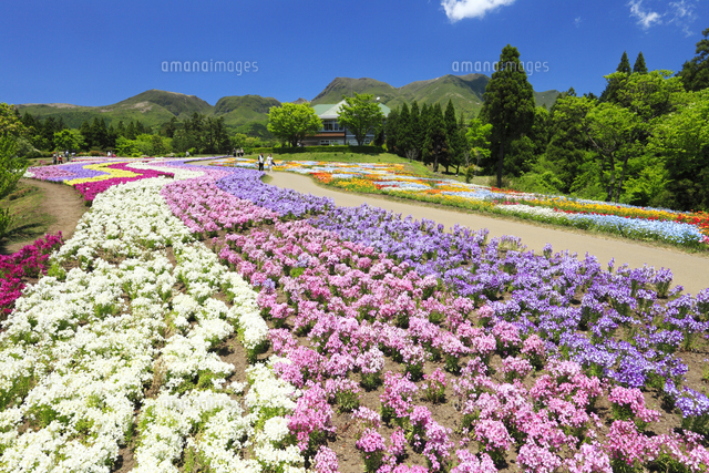久住高原 くじゅう花公園 姫金魚草 の写真素材 イラスト素材 アマナイメージズ