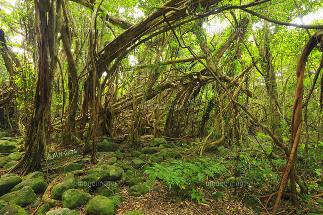 屋久島 猿川ガジュマル の写真素材 イラスト素材 アマナイメージズ