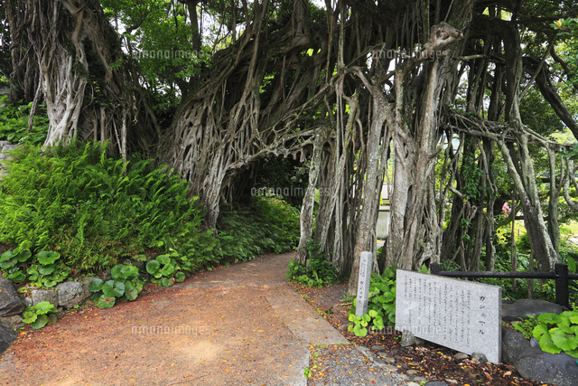 屋久島 中間ガジュマル の写真素材 イラスト素材 アマナイメージズ