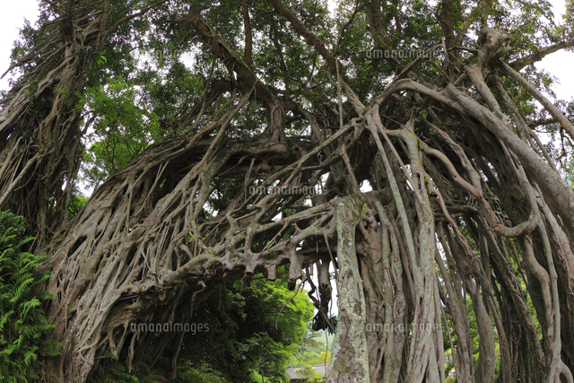 屋久島 中間ガジュマル の写真素材 イラスト素材 アマナイメージズ