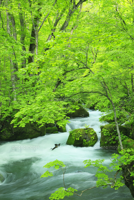 新緑の奥入瀬渓流 の写真素材 イラスト素材 アマナイメージズ