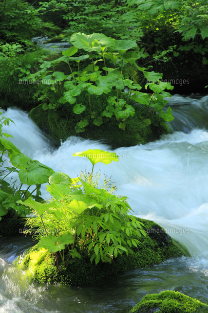 新緑の奥入瀬渓流 の写真素材 イラスト素材 アマナイメージズ