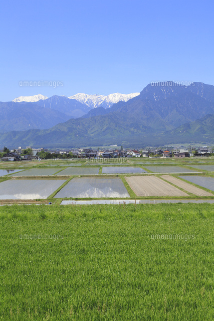 麦畑と北アルプス の写真素材 イラスト素材 アマナイメージズ
