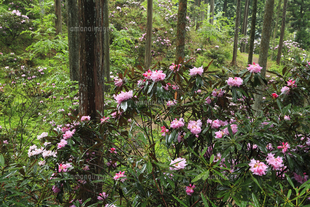 弁財天石楠花の丘のシャクナゲ の写真素材 イラスト素材 アマナイメージズ