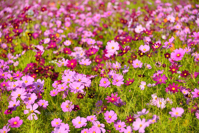 コスモスの花畑 の写真素材 イラスト素材 アマナイメージズ