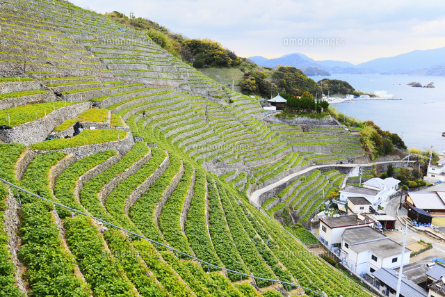 遊子水荷浦の段々畑 の写真素材 イラスト素材 アマナイメージズ 遊子水荷浦の段々畑 の写真素材 イラスト素材 アマナイメージズ