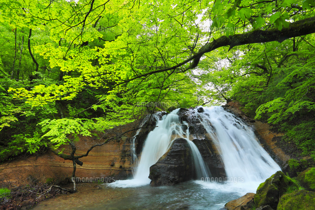 男池湧水群の写真素材 ストックフォト アマナイメージズ