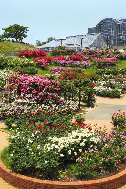 響灘緑地 グリーンパークのバラ園 の写真素材 イラスト素材 アマナイメージズ