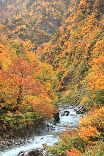 清津峡の紅葉 の写真素材 イラスト素材 アマナイメージズ