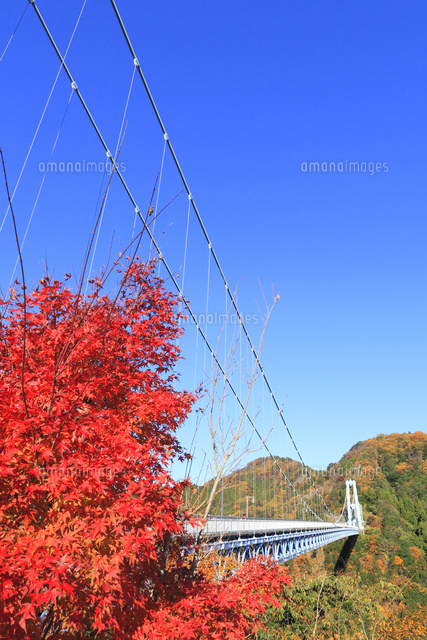 竜神峡 竜神大吊り橋と紅葉 の写真素材 イラスト素材 アマナイメージズ