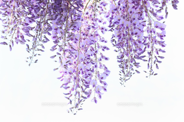 フジの花 の写真素材 イラスト素材 アマナイメージズ