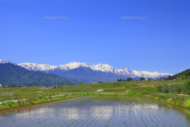 安曇野の水田と北アルプス 爺ヶ岳 鹿島槍ヶ岳 五竜岳 の写真素材 イラスト素材 アマナイメージズ